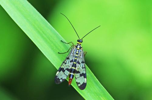 Panorpa communis